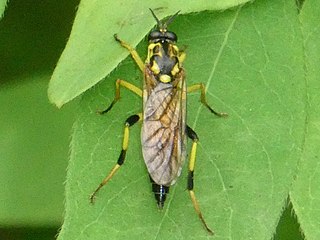 <i>Xylomya terminalis</i> Species of fly