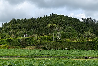 Yam cultivation with the tower of the Church of Santa Ana in the background, Furnas, São Miguel Island, Azores, Portugal