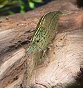 Miniatura para Caridina multidentata