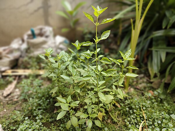 Image: Young lemon basil plant (Ocimum × africanum)