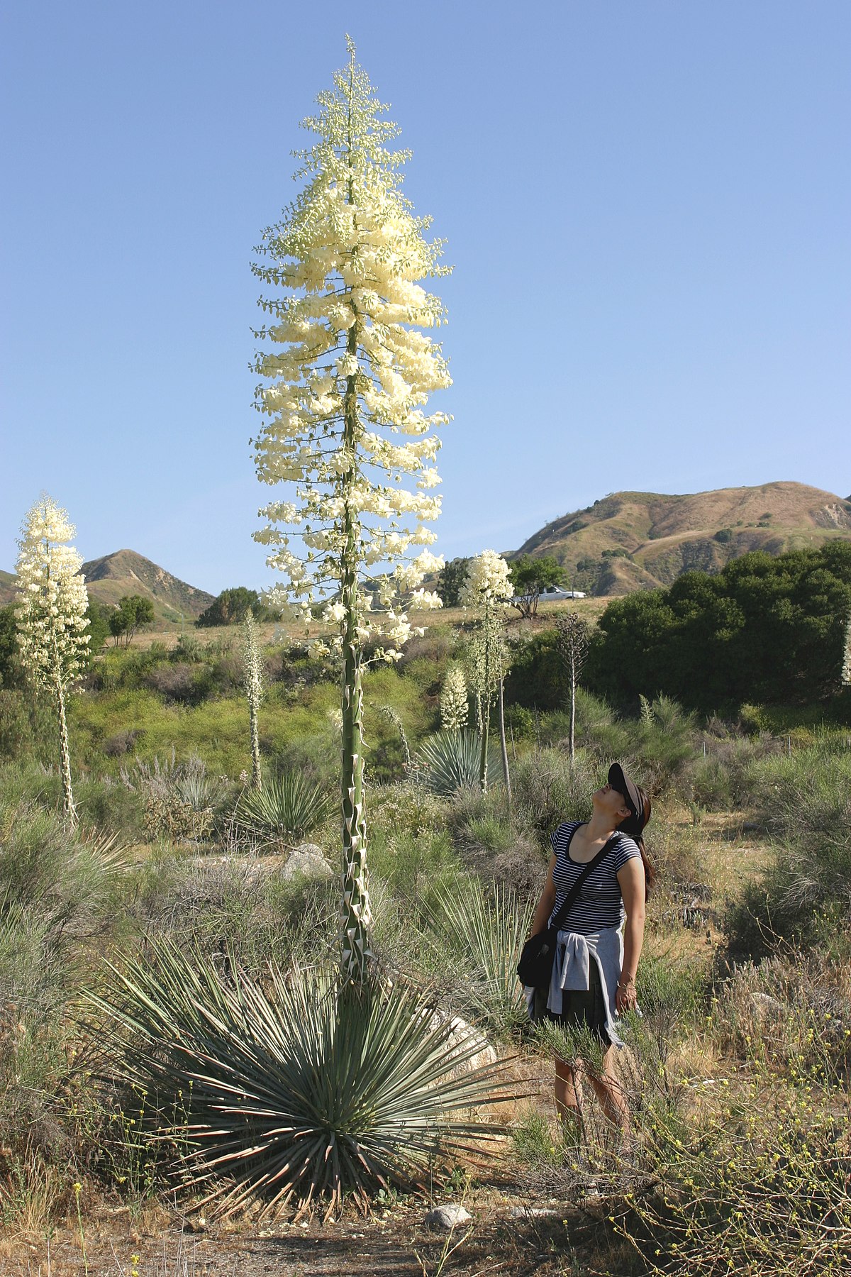 AGAVES YUCCAS and Related Plants