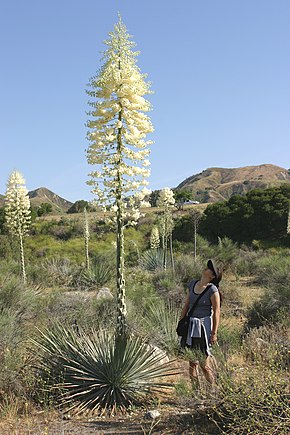 Bildebeskrivelse Yucca whipplei 2005.jpg.