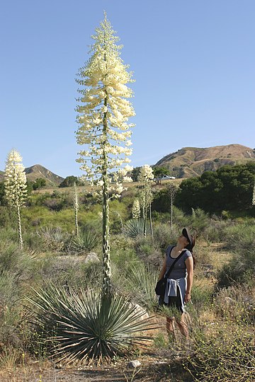 Hesperoyucca