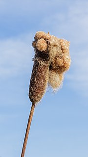 Miniatuur voor Bestand:Zaadpluizen grote lisdodde (Typha latifolia). (d.j.b.).jpg