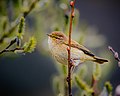 * Nomination common chiffchaff (Phylloscopus collybita) --Ssprmannheim 17:02, 30 May 2022 (UTC) * Promotion  Support Good quality. --Lrkrol 18:58, 30 May 2022 (UTC)