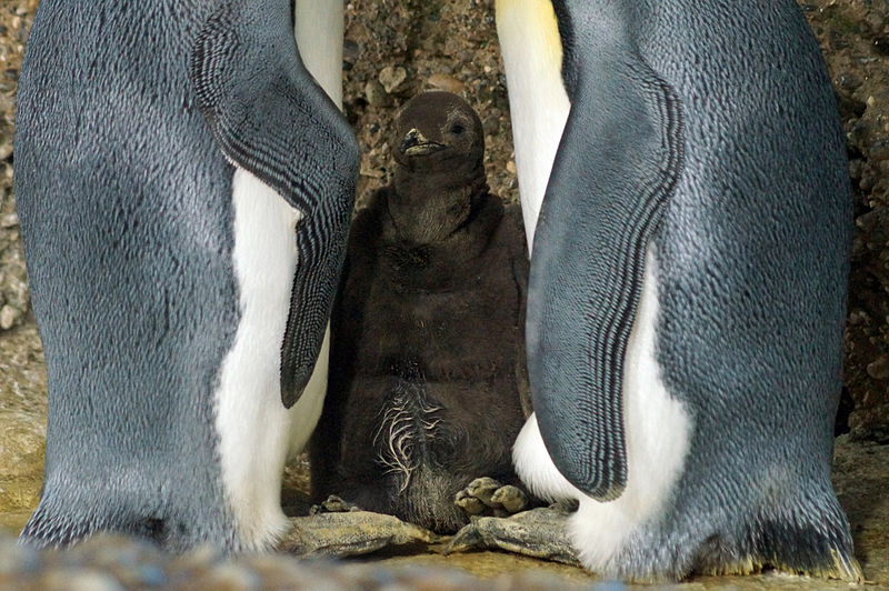 File:Zoo Zuerich Königspinguine 6.jpg