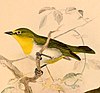 Zosterops montanus obstinatus 1898.jpg