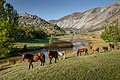 * Nomination Wild horses in Sary-Chelek nature reserve. Aksy District, Jalal-Abad Region, Kyrgyzstan. By User:Marat Nadjibaev --Красный 06:28, 25 June 2024 (UTC) * Decline  Oppose Very nice image. But there is motion blur everywhere. --Augustgeyler 07:41, 25 June 2024 (UTC)