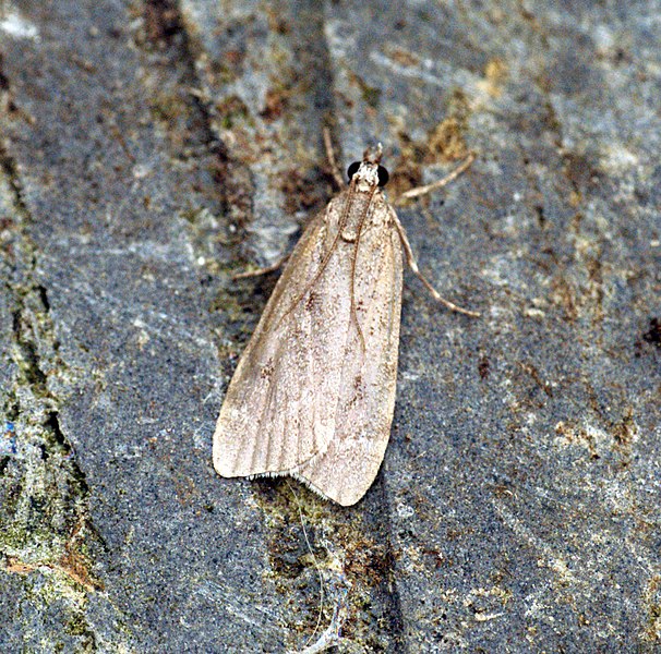 File:(1332) Scoparia subfusca (7599653466).jpg