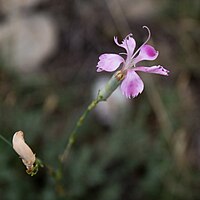 Floraison avancée.