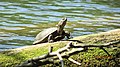 Европейска блатна костенурка (Emys orbicularis)