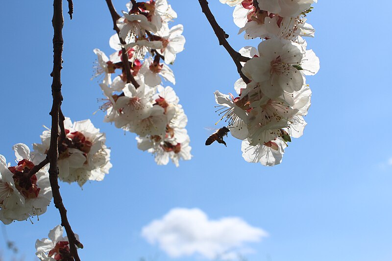 File:Опыление цветков абрикоса насекомыми ранней весной. Pollination of apricot flowers by insects in early spring.jpg