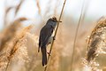 * Nomination Great Reed Warbler. By User:Estolyarov --Andrew J.Kurbiko 08:15, 26 October 2019 (UTC) * Promotion  Support Good quality. --Uoaei1 08:44, 26 October 2019 (UTC)