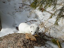 Горностай Животное Фото