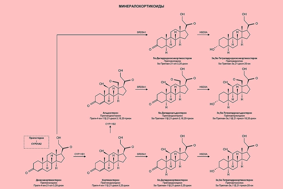 Минералокортикоиды