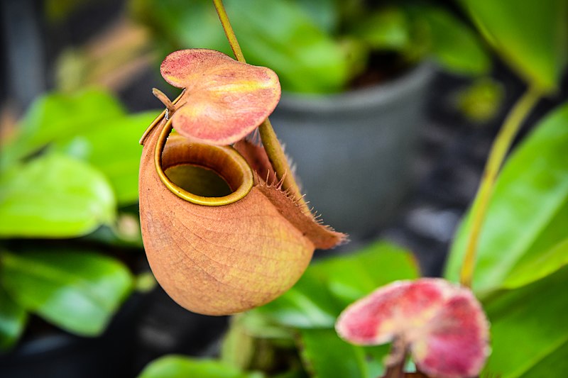 File:หม้อข้าวหม้อแกงลิง tropical pitcher plants Genus Nepenthes Photographed by Trisorn Triboon 16.jpg