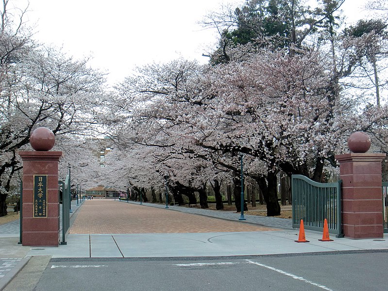 File:日本大学工学部の桜 正門前.jpg