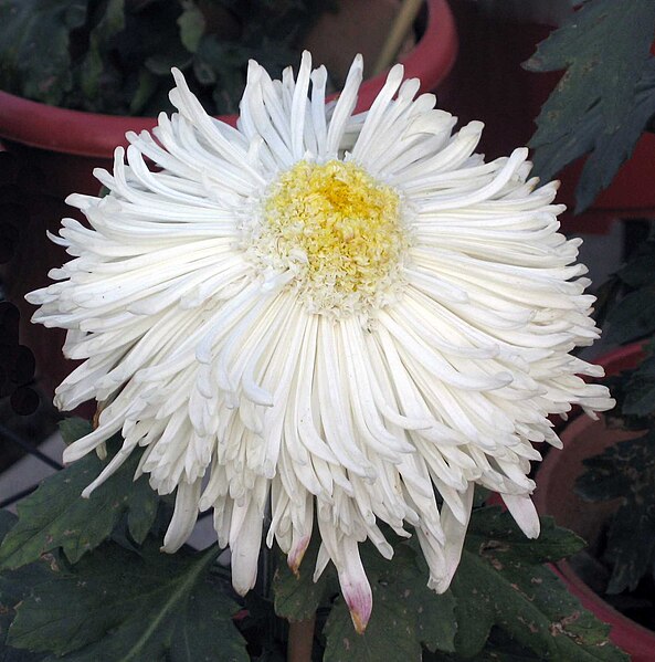 File:菊花-管桂型 Chrysanthemum morifolium Inner-floret-tubular-series -中山小欖菊花會 Xiaolan Chrysanthemum Show, China- (9237445155).jpg