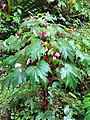 Les fleurs poussent sur les tiges dressées (prise après la pluie). B. palmata est monoïque.