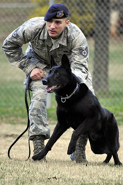 File:11th Security Forces Group Military working dogs 111130-F-MG591-095.jpg