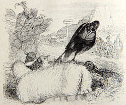 Immagine illustrativa dell'articolo Il corvo che vuole imitare l'aquila