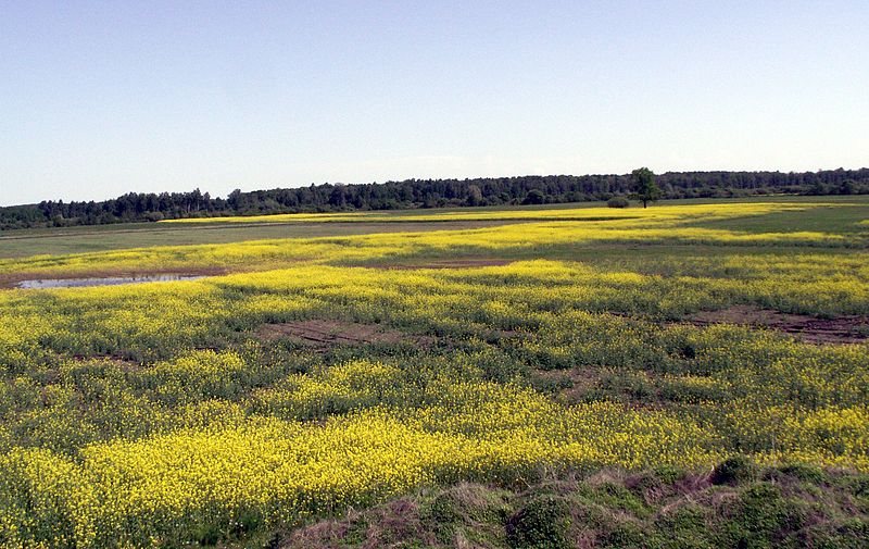 File:2010 05 22 062Saulėsmūšis.JPG