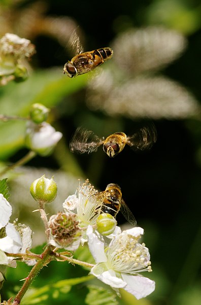 File:2012-06-14 14-53-25-eristalis.jpg