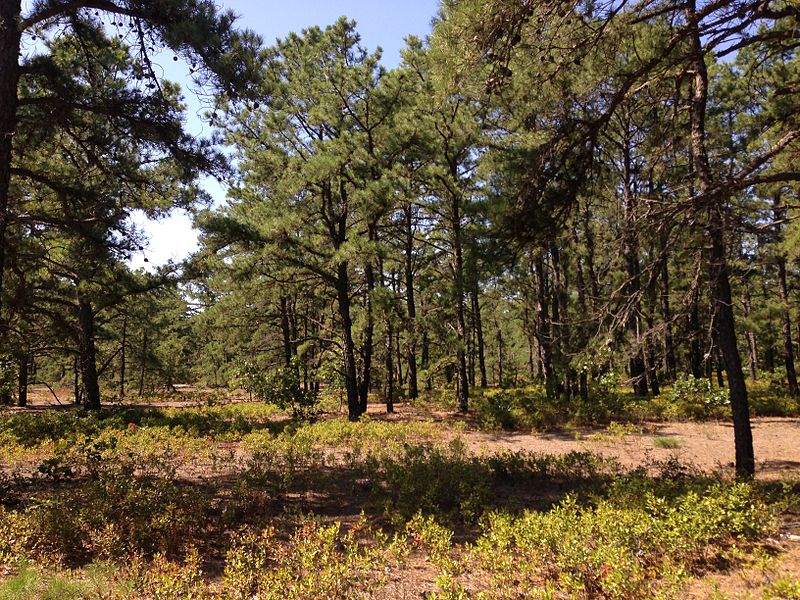 File:2014-08-27 11 17 15 Forest near the north edge of Wharton State Forest in Tabernacle Township, New Jersey.JPG