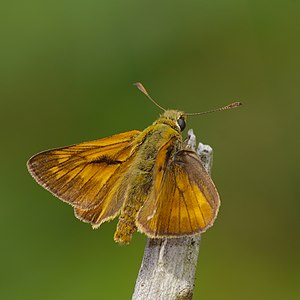 Rust-colored thick-headed butterfly (Ochlodes sylvanus) ♂