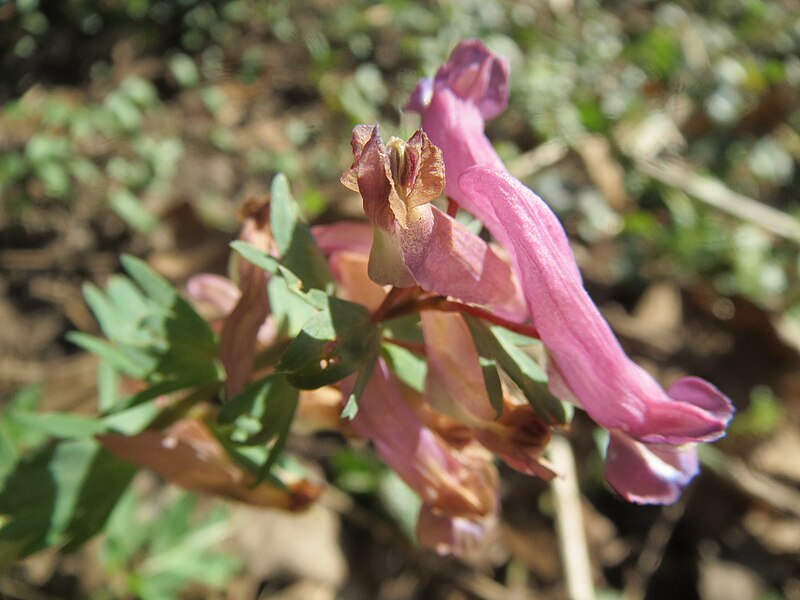 File:20140311Corydalis solida1.jpg