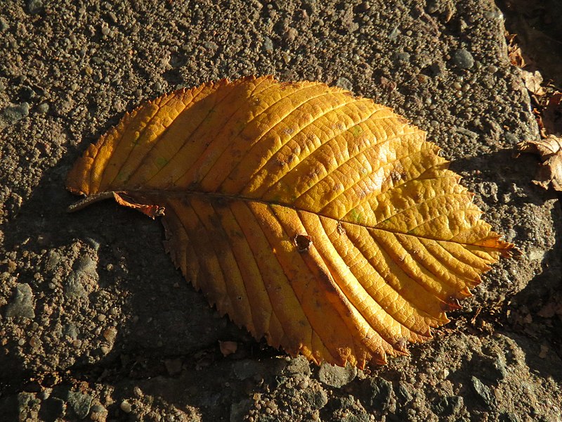 File:20171023Ulmus glabra4.jpg