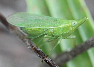 <i>Dictyophara europaea</i> Species of true bug