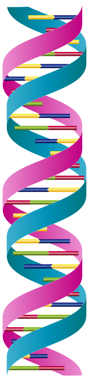 201812 DNA double-strand A.svg