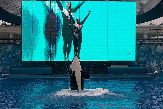 The image of the coach multiplies on the big screens during the presentation of the Believe show at SeaWorld Orlando.