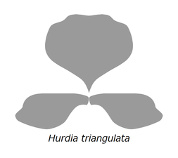 Hurdia triangulata フルディア・トライアングラタ