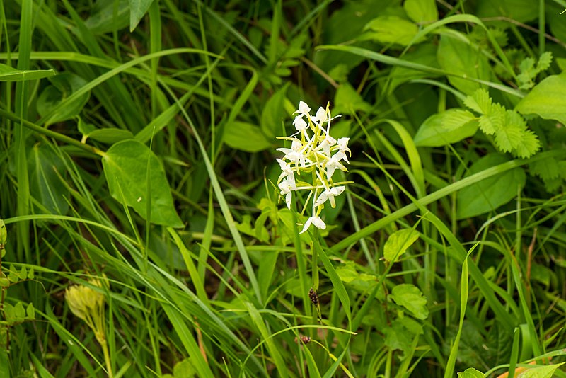 File:20210627 Platanthera × hybrida 02.jpg