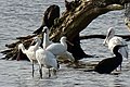 Westerplas (lepelaars en aalscholver)