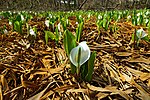 Miniatura para Lysichiton camtschatcensis