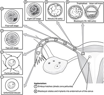 Blastocyst hatching site is regularly distributed and does not