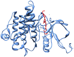 Crystal structure (PDB 2GQG) of Abl kinase domain (blue) in complex with dasatinib (red). 2GQG Abl1Kinase Dasatinib.png