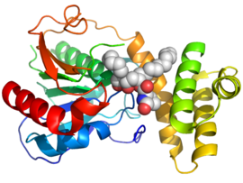 Crystallographic structure of human fatty acid synthase (rainbow color, N-terminus = blue, C-terminus = red) inhibited by orlistat (space-filling model; carbon = grey, oxygen = red, nitrogen = blue) 2PX6 orlistat.png