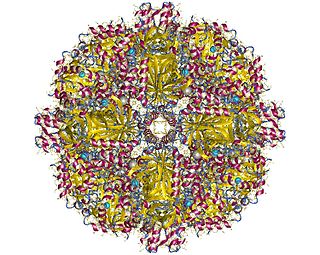 Sulfur oxygenase/reductase class of enzymes