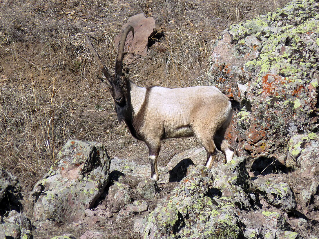 Basahuntz (Capra aegagrus)