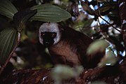 Eulemur albifrons