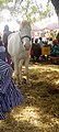 A Horse in kumbungu