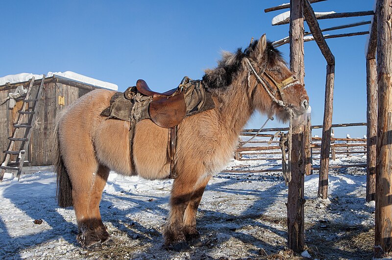 File:A Yakutian horse (9762345674).jpg