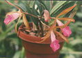 A and B Larsen orchids - Brassocattleya Nodata 328-25.jpg