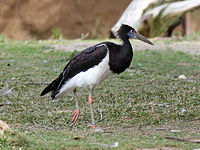 Stork, Abdim's Ciconia abdimii