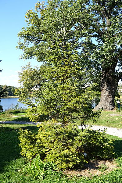 File:Abies nephrolepis - Bergianska trädgården - Stockholm, Sweden - DSC00518.JPG