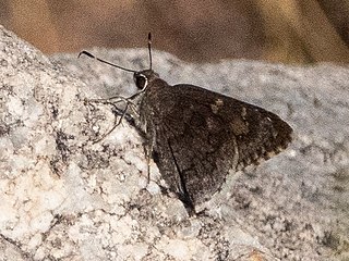 <i>Cogia hippalus</i> Species of butterfly